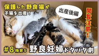 【閲覧注意】子猫が産まれる瞬間をそのままお届け！後編【梅家S8・保護した野良猫の感動出産】/ stray cat gives birth