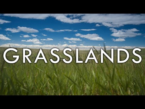 What is pampas grassland?