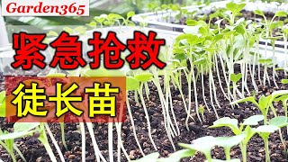 徒长苗抢救全过程，终于不用重新种了 | 什么原因造成菜苗徒长