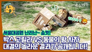 박스 고릴라🦍 vs 동물의 왕 사자🦁 | Box Gorilla🦍 vs Animal King Lion🦁