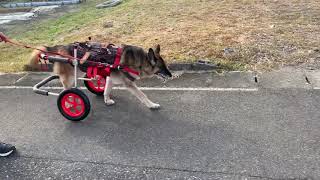 はな工房の犬用車椅子　シェパード　テンちゃん♪