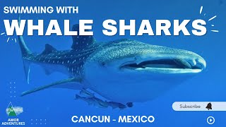 WHALE SHARKS IN CANCUN | TRAVEL GUIDE