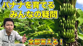 [Banana cultivation] Answer all your questions, questions, and anxieties! [Banana exchange ①]