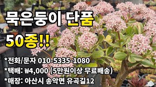 #0208 소소한다육, 묵은둥이 단품 50종!! #주문/문자 010-5335-1080