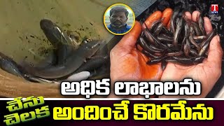 Murrel Fish Farming Methods by Naaka Timmappa | కొరమేను చేపల పెంపకం లో తిమ్మప్ప ప్రతిభ..! | T News