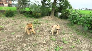 山陰柴犬の子犬兄妹