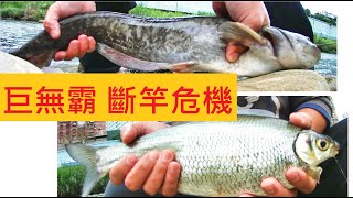 【2020年回顧系列三】巨無霸 @斷竿危機最接近ㄉ一次 #花鯰魚 #阿嬤魚