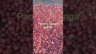 🧅🧅Export super🧅🧅 panchaganga seeds