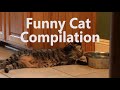 funniest cat videos compilation in 2 minute