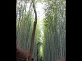 Arashiyama Bamboo Forest Kyoto, Japan #travelvlog #travelgram #explorer #shorts