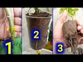 Flowers air layering in glass||Easy way to grow flower plant from cuttings