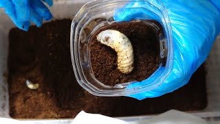 カブトムシの幼虫を蛹前に個室へお引っ越し【事故防止】