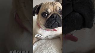 Mum.. It’s 7:03.🐶🐾..#puppy #pug #pugpuppy #puglover #dog #mansbestfriend #bestfriend #furbabies