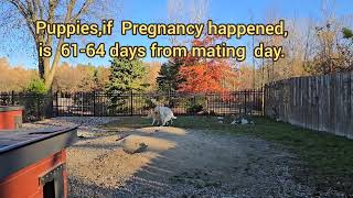 Central asian shepherd mating information