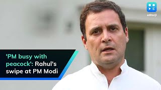 'PM busy with peacock': Rahul's swipe at PM Modi