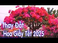 Thay Đất Chuẩn Bị Hoa Giấy Tết 2025