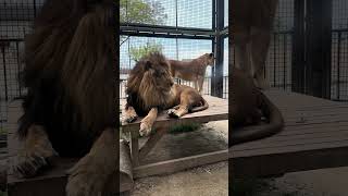 【桐生が岡動物園】ライオン夫婦の1日