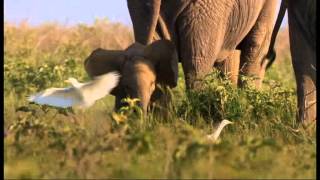 BBC Africa - Baby Elephant chasing birds