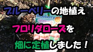 ブルーベリーの地植え【フロリダローズ】の苗を畑に定植しました