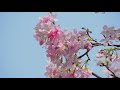 將軍澳單車館公園櫻花2021 cherry blossoms in hong kong velodrome park 手震版