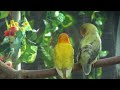 lovely lovebirds sounds the yellow spangle fischer s u0026 parblue euwing green turquoise opaline