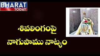 శివలింగంపై నాగుపాము నాట్యం...! || Cobra Worships Shiva Lingam at Jagtial || Bharat Today