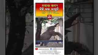 ବାହାର ଖାଦ୍ୟ କିଛି ଭଲଲାଗୁନି...ମାଆ କିଛି ଦିଅ || BADAKHABAR ||