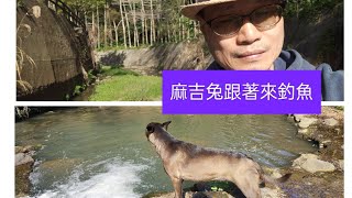 溫暖舒適麻吉兔🐕大苦花鯽老釣竿🎣