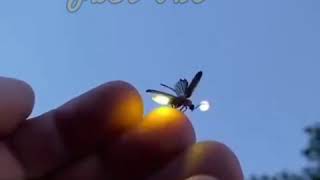 MASHA ALLAH.. Firefly (jonaki poka) small beautiful luminescent creature.❤️