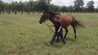 Avienus at Coolmore