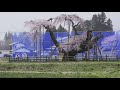 jg☆ 山梨 神田の大イトザクラ 樹齢400年の桜の古木 県天然記念物 yamanashi sakura at sinden