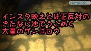 公園のきったない池にゲンゴロウ大量発生