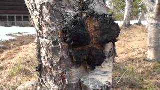 Chaga collecting in Norway