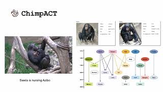 [NeurIPS 2023] ChimpACT: A Longitudinal Dataset for Understanding Chimpanzee Behaviors