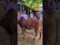 গরুর হাট ২০২৪। @thesunnydayvlogss shorts eid foryou trending viral bangladesh cow