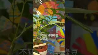 小學二年級生活課--綠豆種植記錄#長出豆莢了