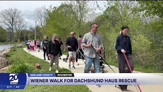 Wiener walk for Dachshund Haus Rescue