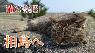 猫の楽園 相島へ【フォトギャラリー有】