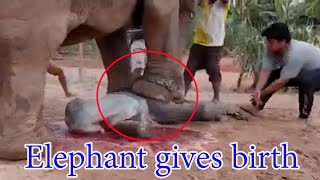 วินาทีช้างตกลูก elephant gives birth  [พลายบัวบาน]