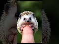 so adorable there is a cute little hedgehog like this. cute funny animals cuteanimals shorts