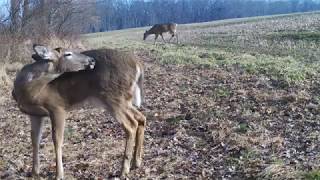 Wildlife Surveys - Cecil County Green Infrastructure Plan