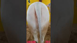 CUTE AND HUGE COW OF NDF #shorts #viral #cow #trending