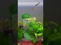 endler guppys mix #breedingguppy #guppyhybrid #maleandfemaleguppy