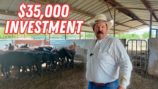 How to Buy and Prepare Feeder Steers for Profit