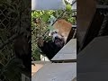 20240815りんごの枝も決して離さないソラちゃん🍎 レッサーパンダ 羽村市動物公園 ヒノトントンzoo ソラ redpanda