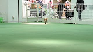 突然飼い主がいなくなった時の愛犬の反応