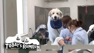 シャンプーへ行くアランと留守番が納得いかないルンルン　Great Pyrenees　グレートピレニーズ