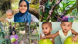 ഇന്നത്തെ ദിവസം ഉപ്പാന്റെ കൂടെ പറമ്പിൽ #dailyvlog #familyvlog #dayinmylife