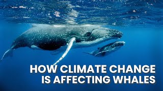 How climate change is affecting whales