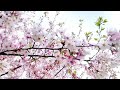 cherry blossom 2023 sakura in japan.জাপানে সাকুরা দেখা